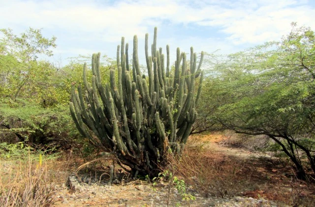 Dunes de Bani Las Salinas